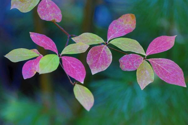 OR, Rogue River Wilderness Wild dogwood leaves
